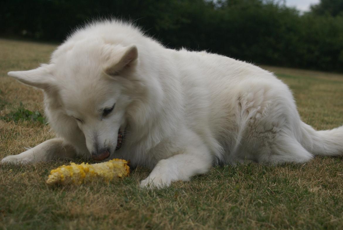 Dansk Spids Luna billede 5