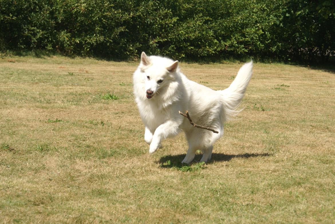 Dansk Spids Luna billede 37