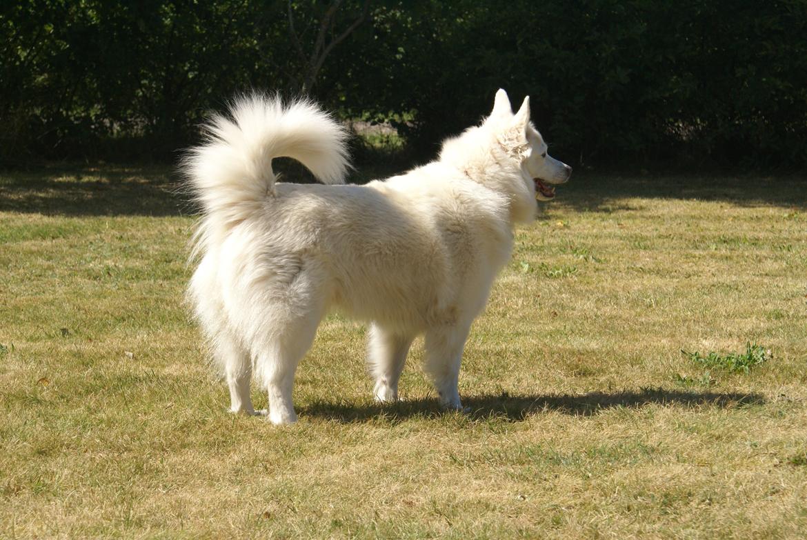 Dansk Spids Luna billede 38