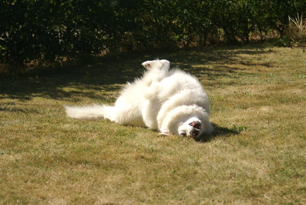 Dansk Spids Luna billede 39