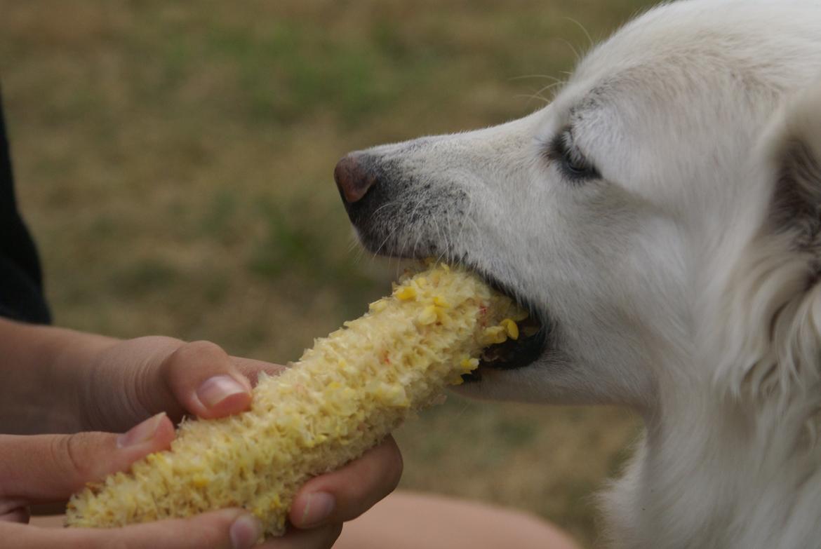Dansk Spids Luna billede 36