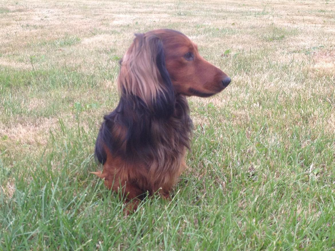 Dværggravhund Charlie billede 2