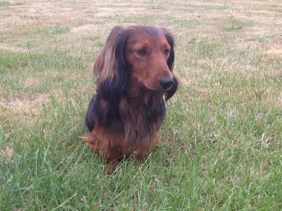 Dværggravhund Charlie billede 3