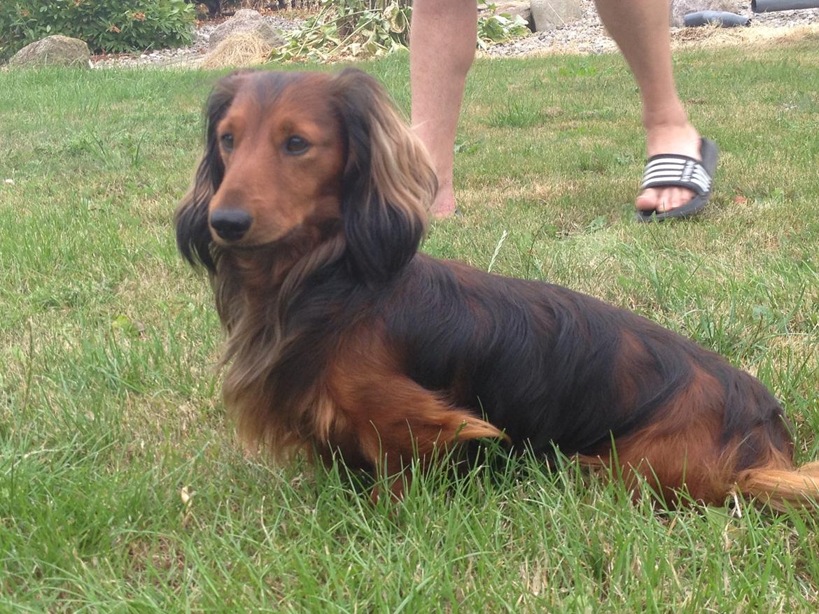 Dværggravhund Charlie billede 1