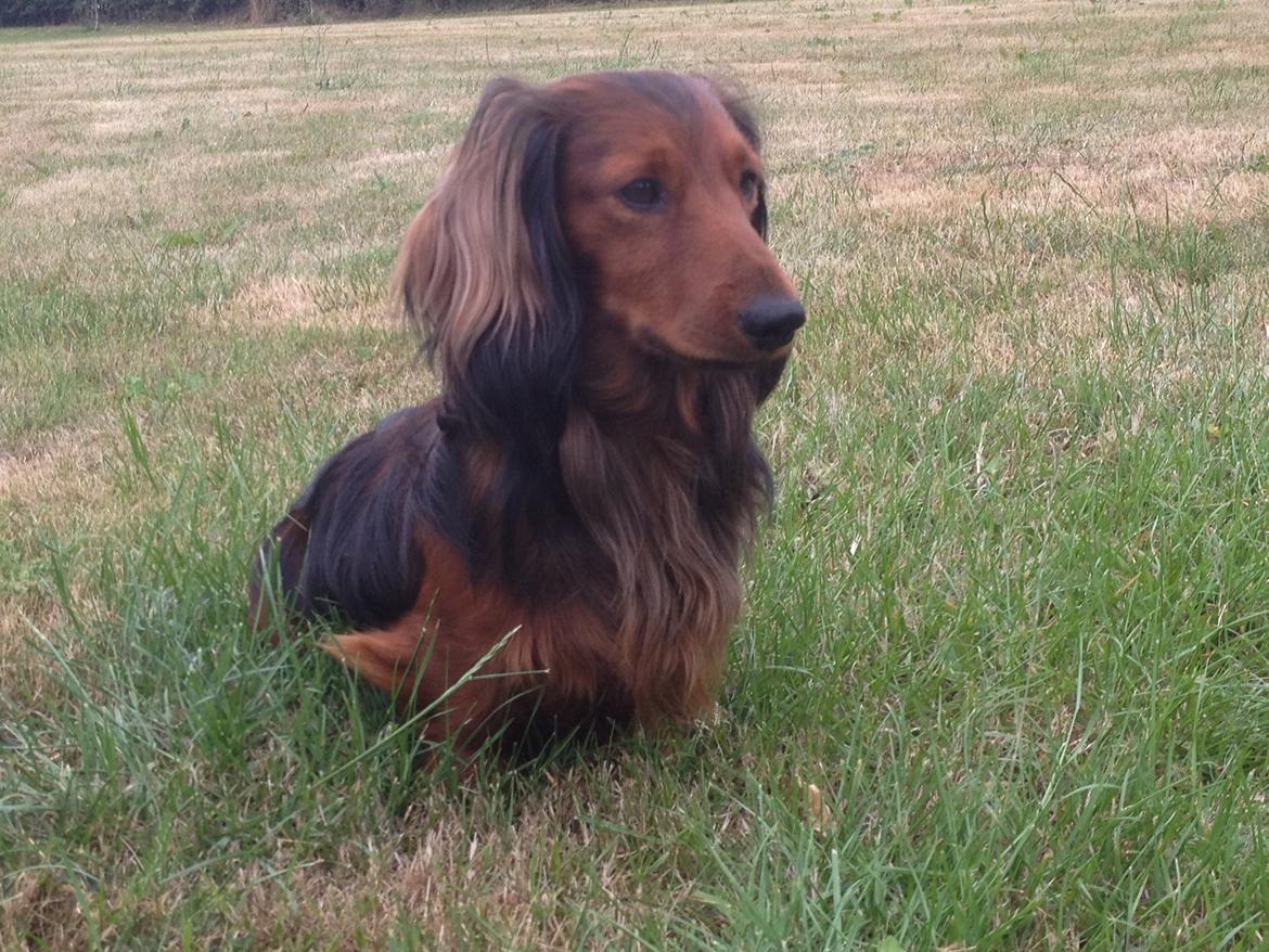 Dværggravhund Charlie billede 4