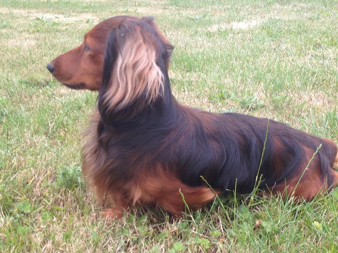 Dværggravhund Charlie billede 5