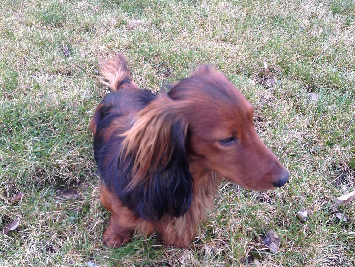 Dværggravhund Charlie billede 6