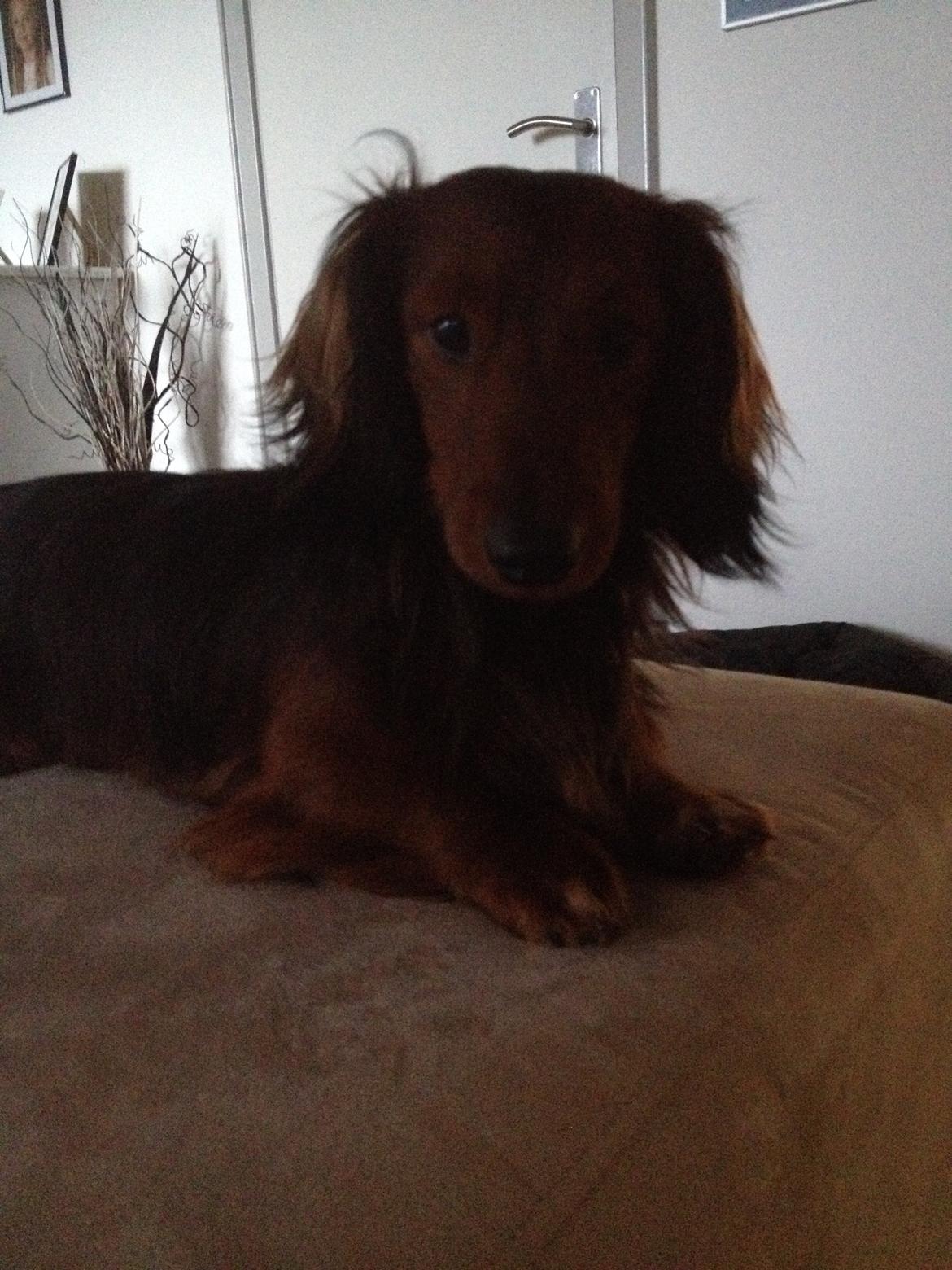 Dværggravhund Charlie billede 7