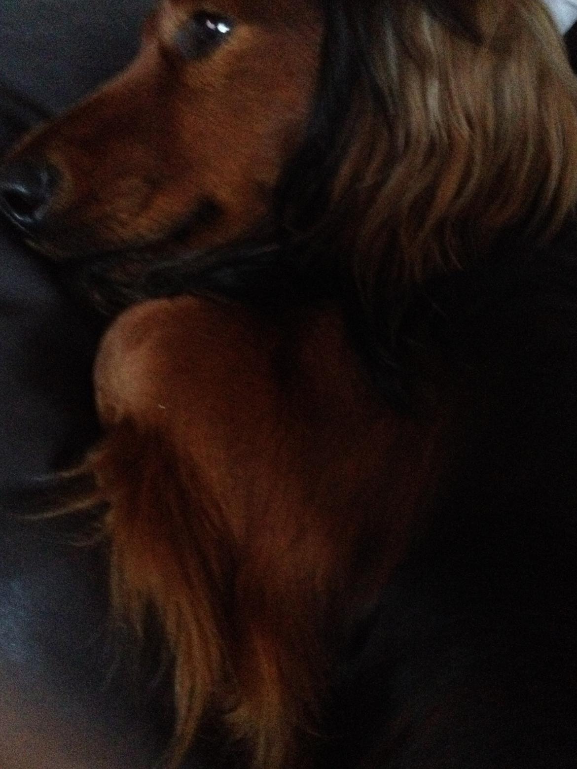 Dværggravhund Charlie billede 8