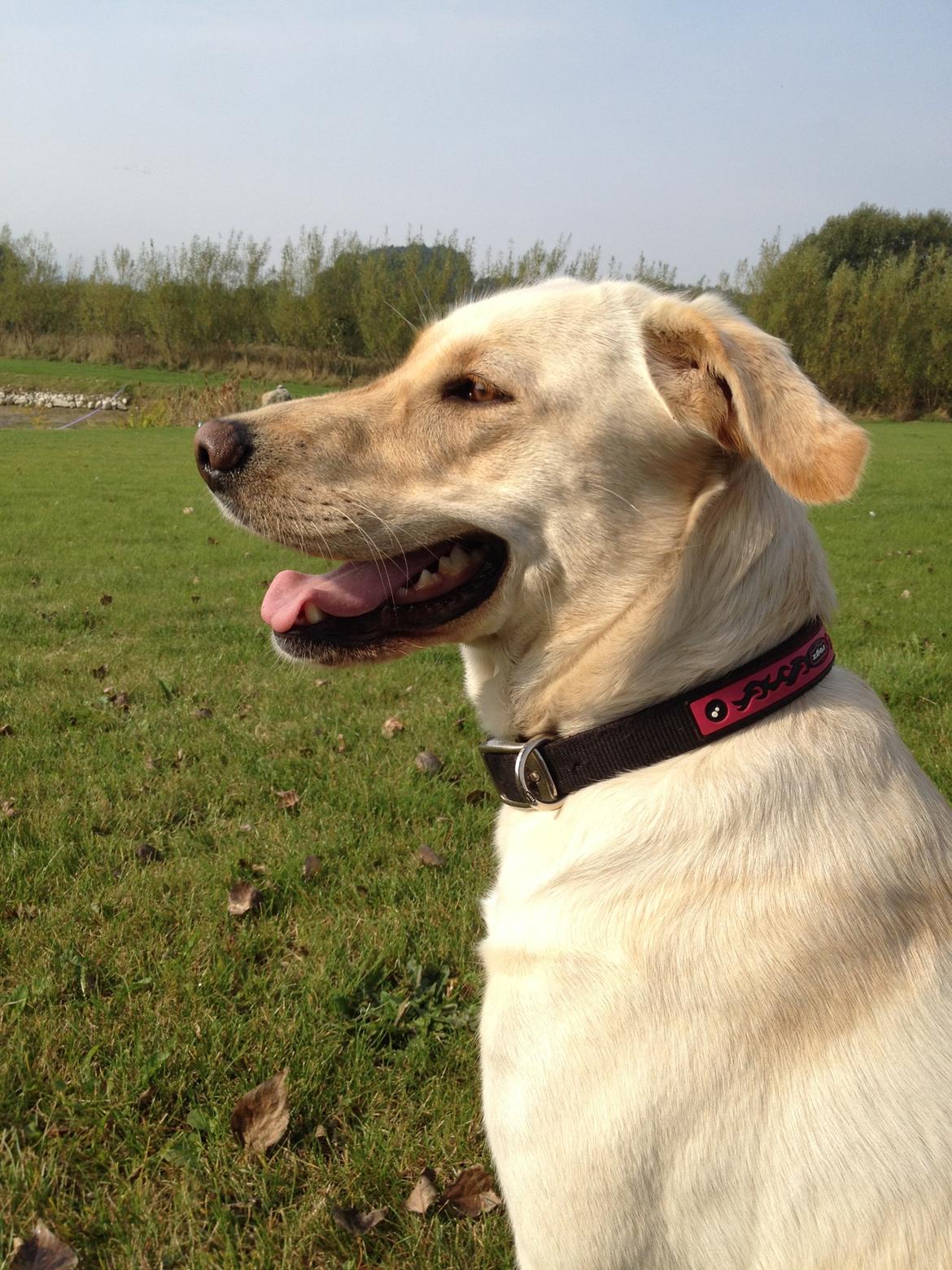 Blanding af racer Tild billede 2