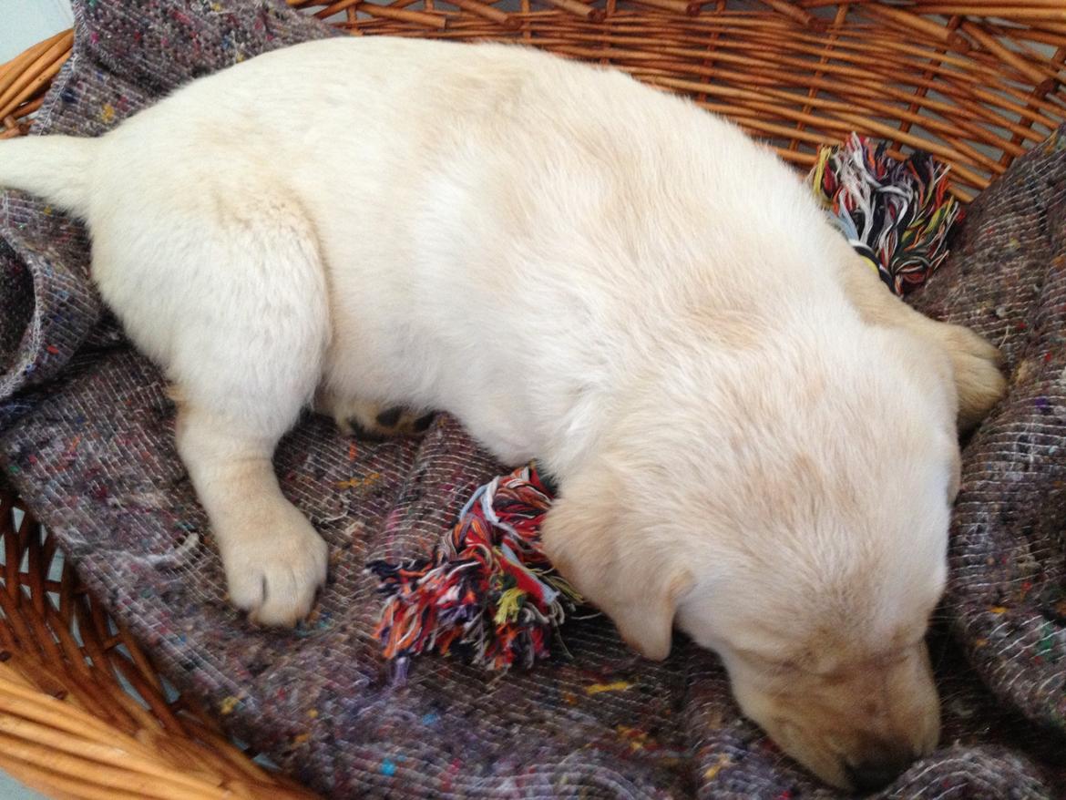 Blanding af racer Tild - Første dag da Tild kom hjem til os :) billede 4