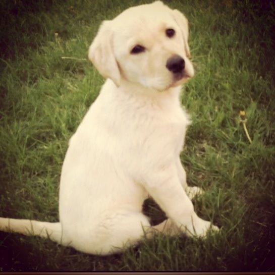 Blanding af racer Tild billede 6