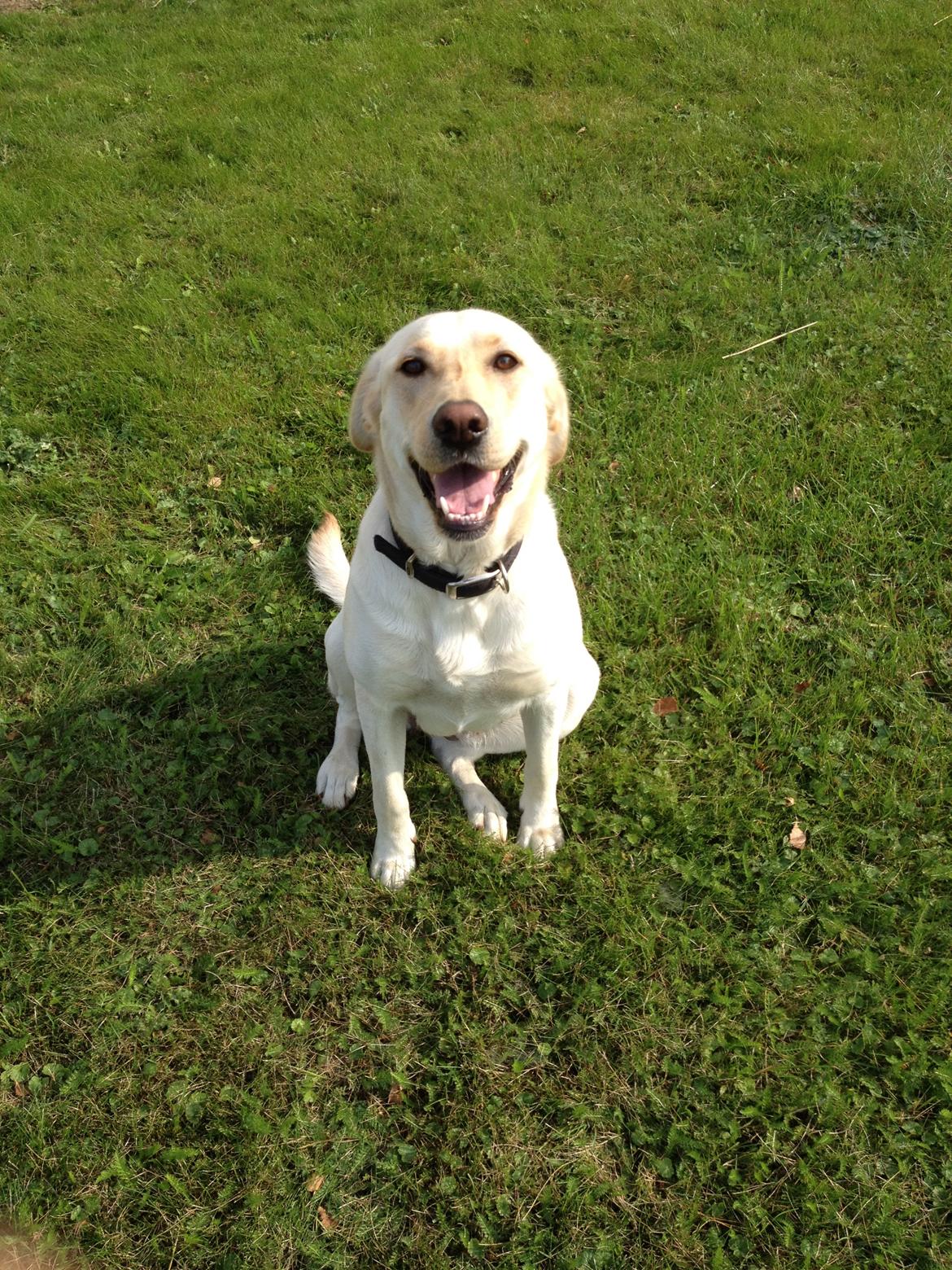 Blanding af racer Tild billede 7