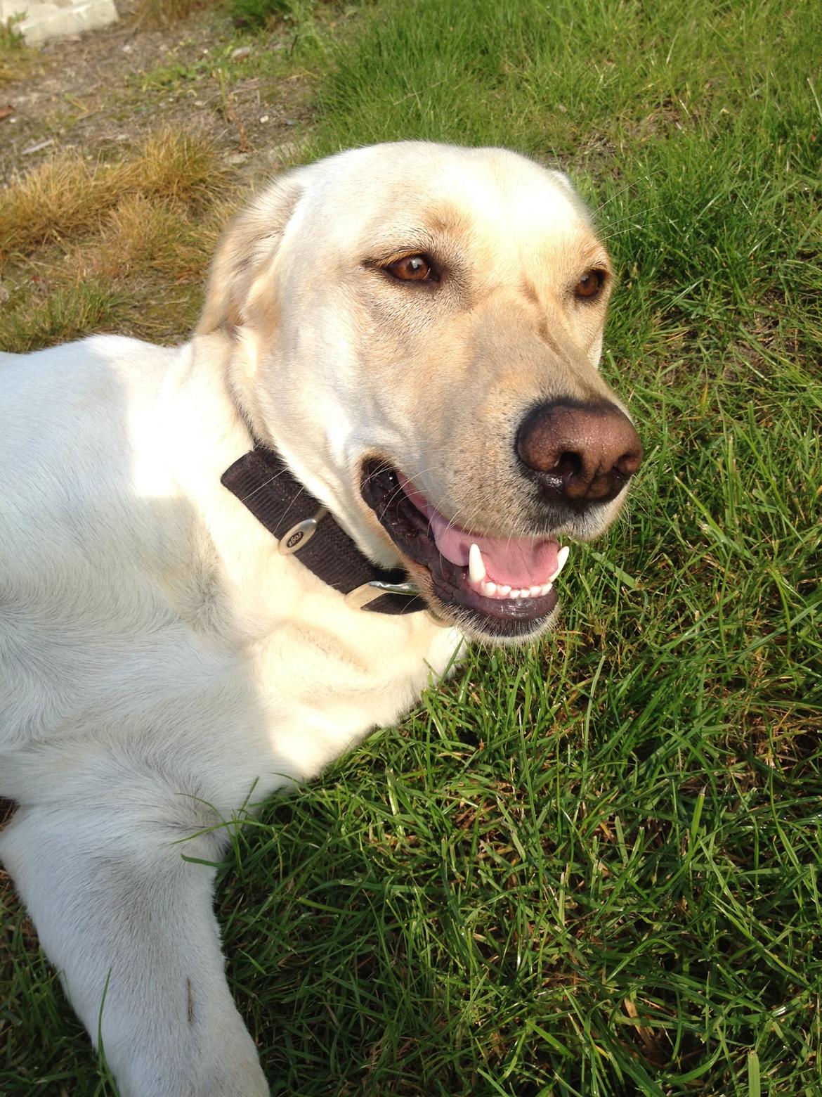 Blanding af racer Tild billede 1