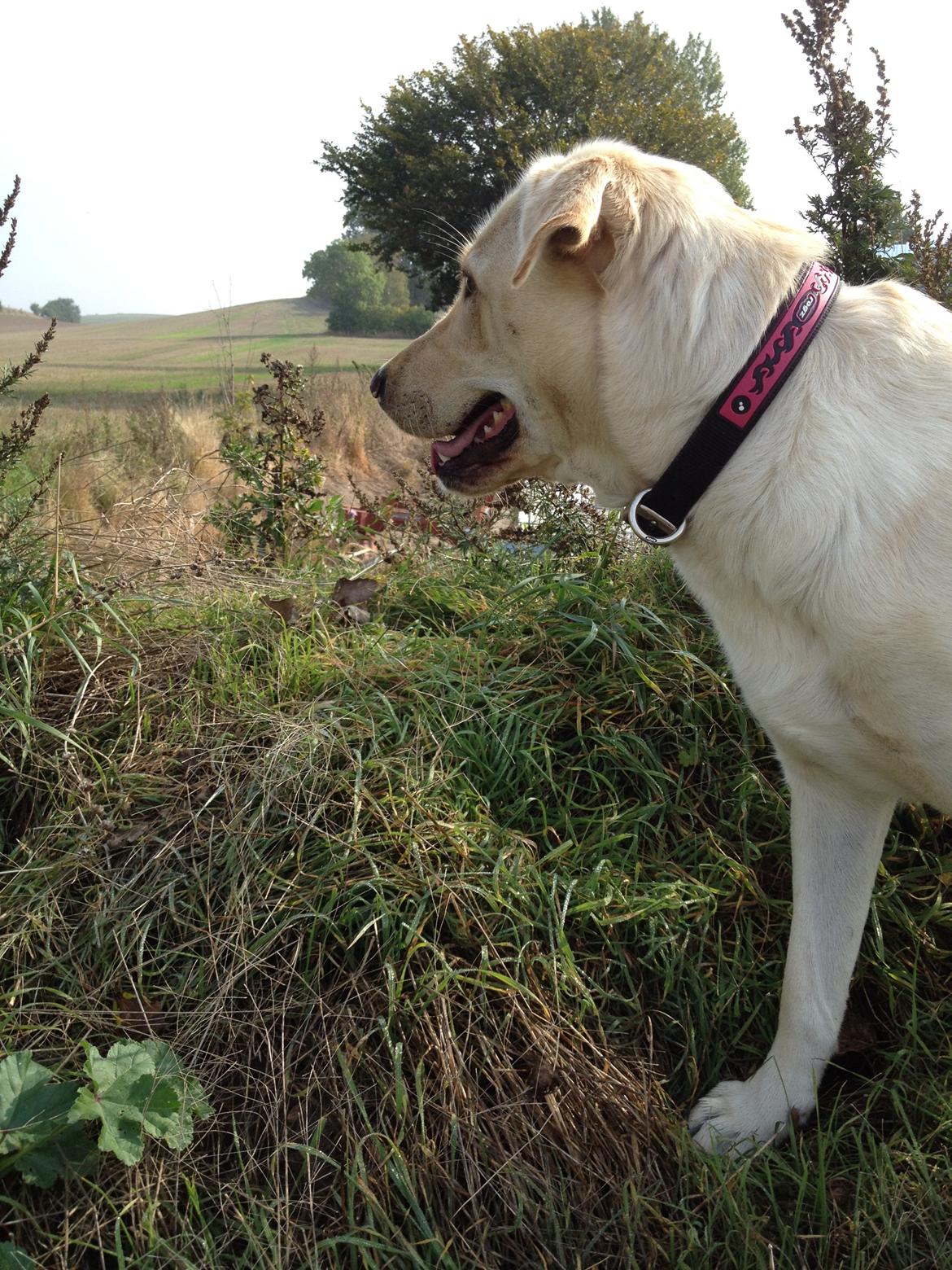 Blanding af racer Tild billede 8