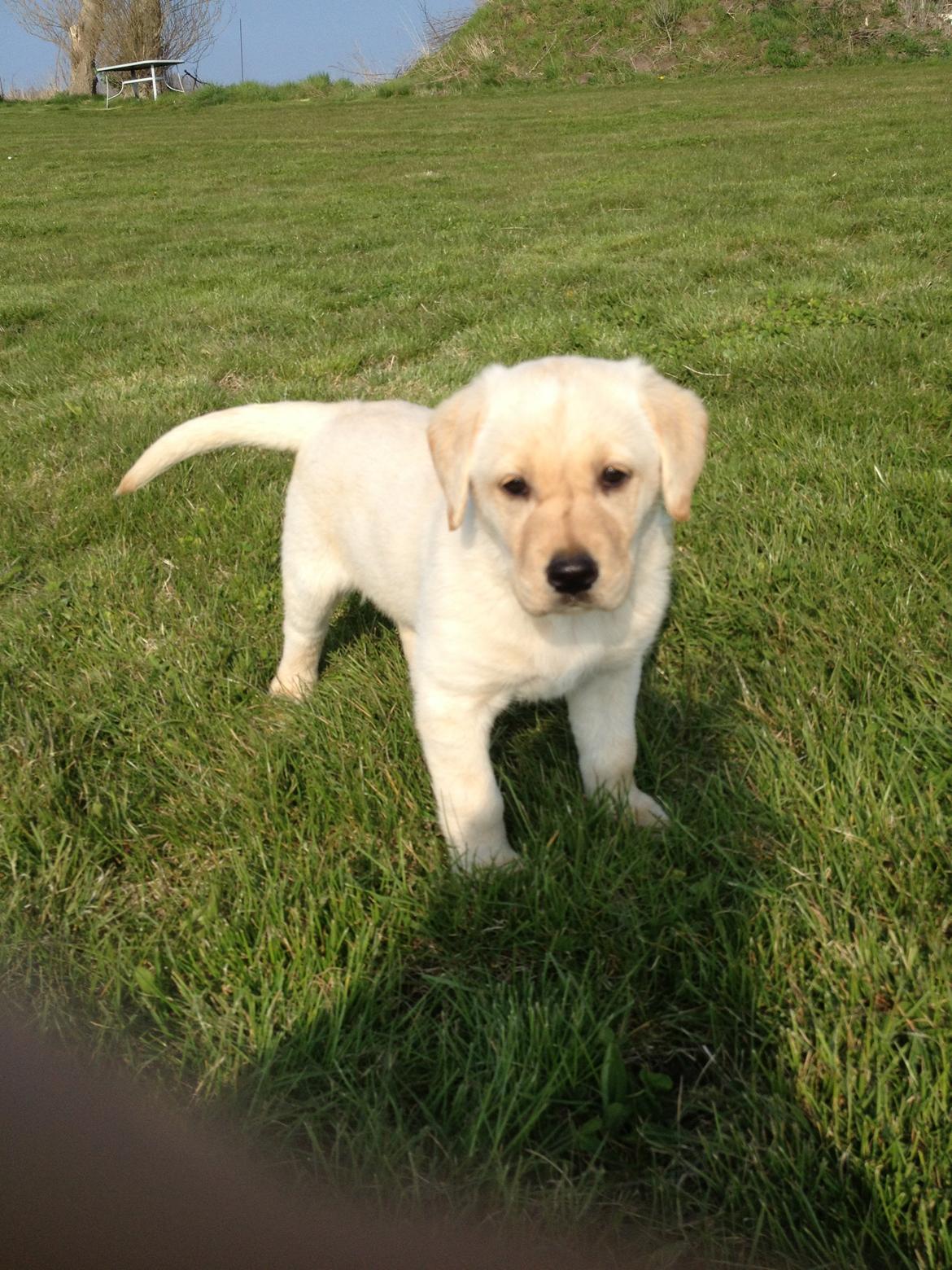 Blanding af racer Tild - Tild som hvalp billede 5