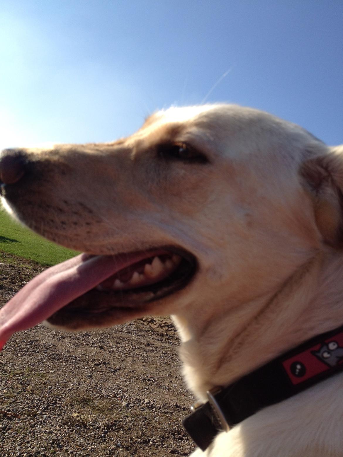 Blanding af racer Tild billede 9