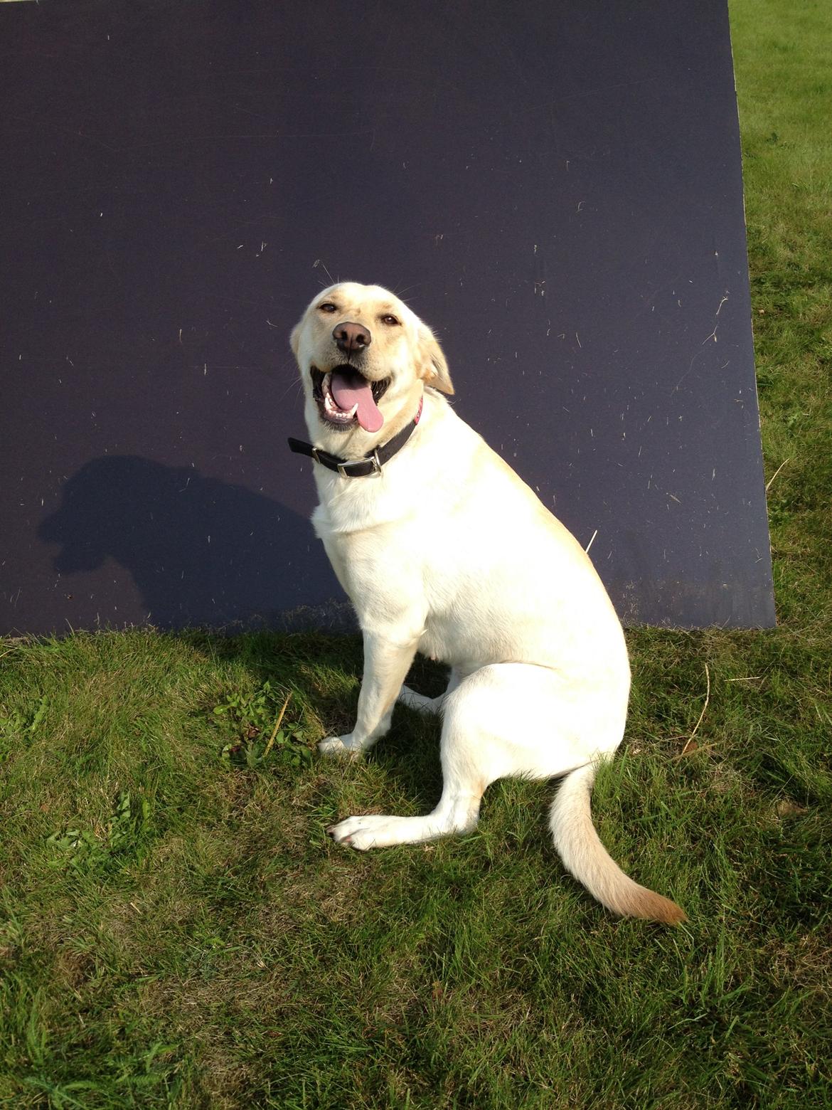 Blanding af racer Tild - Tild posere :) billede 10