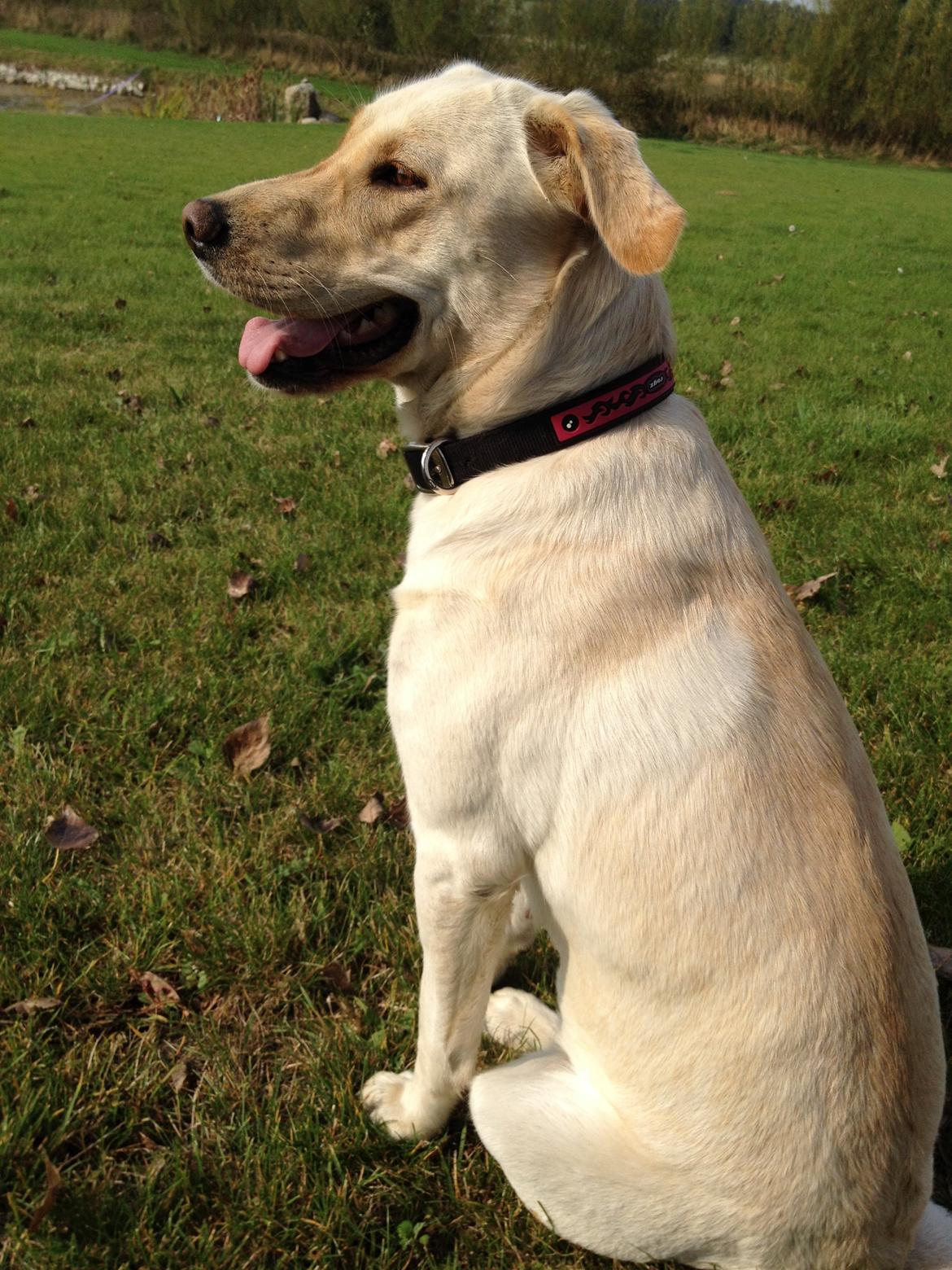 Blanding af racer Tild billede 3