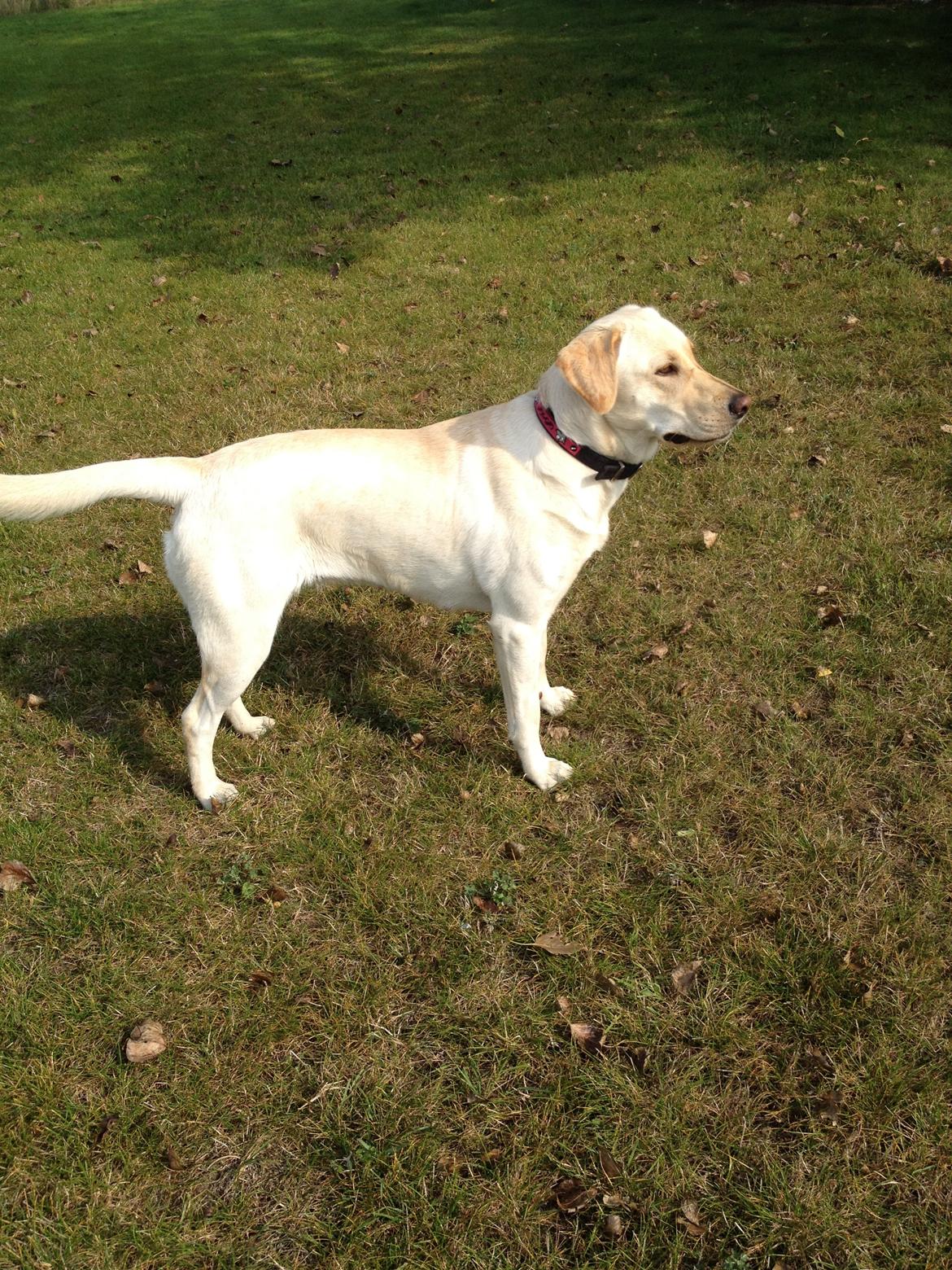 Blanding af racer Tild billede 11