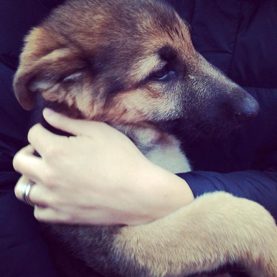 Schæferhund Vega billede 1