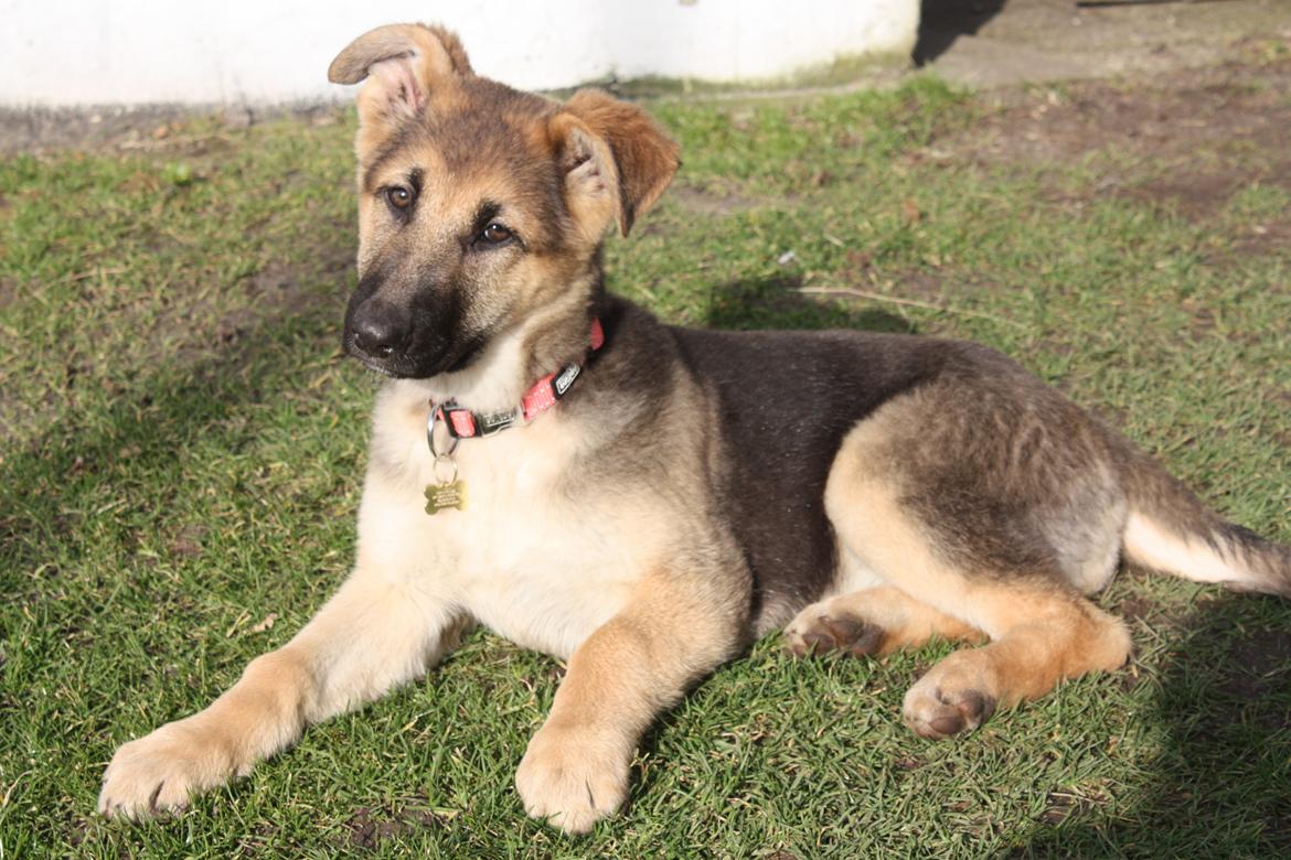 Schæferhund Vega billede 3