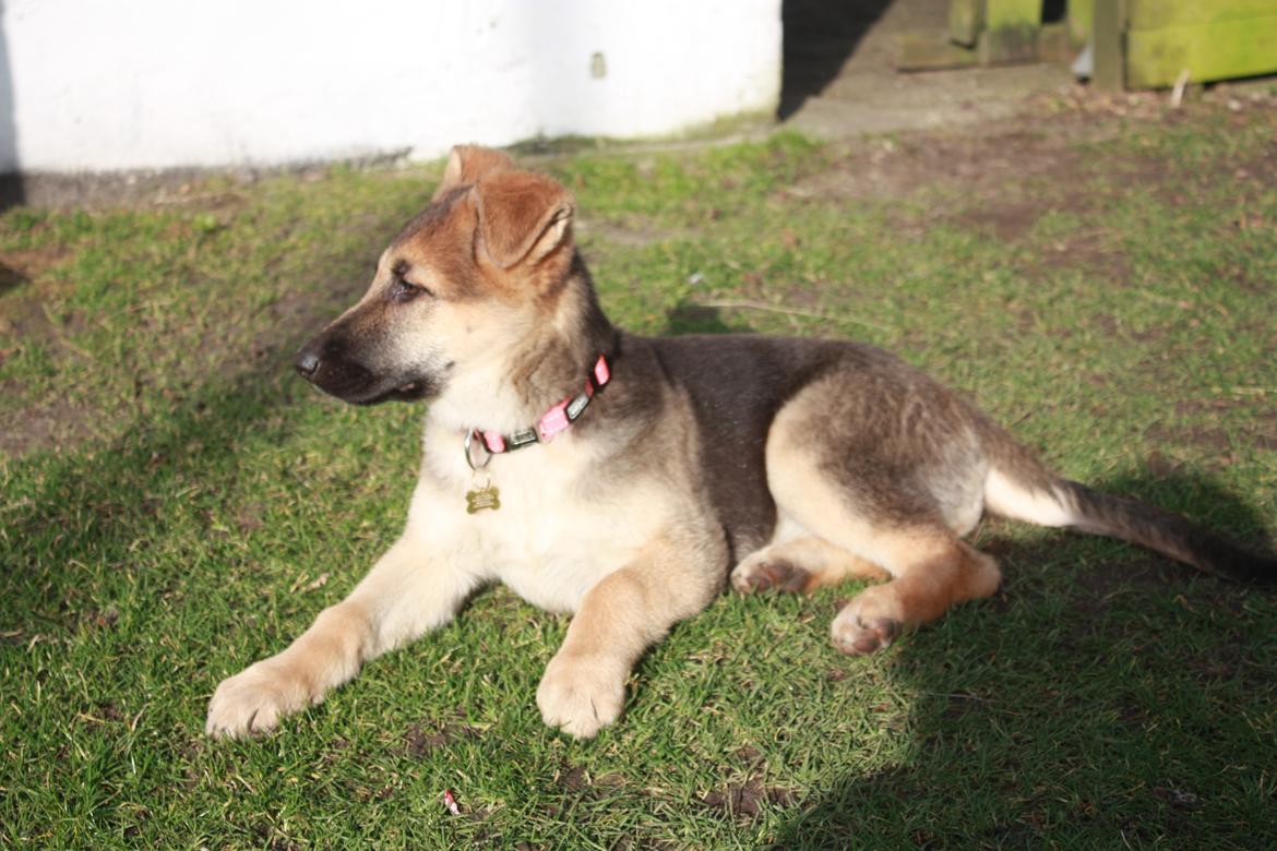 Schæferhund Vega billede 4