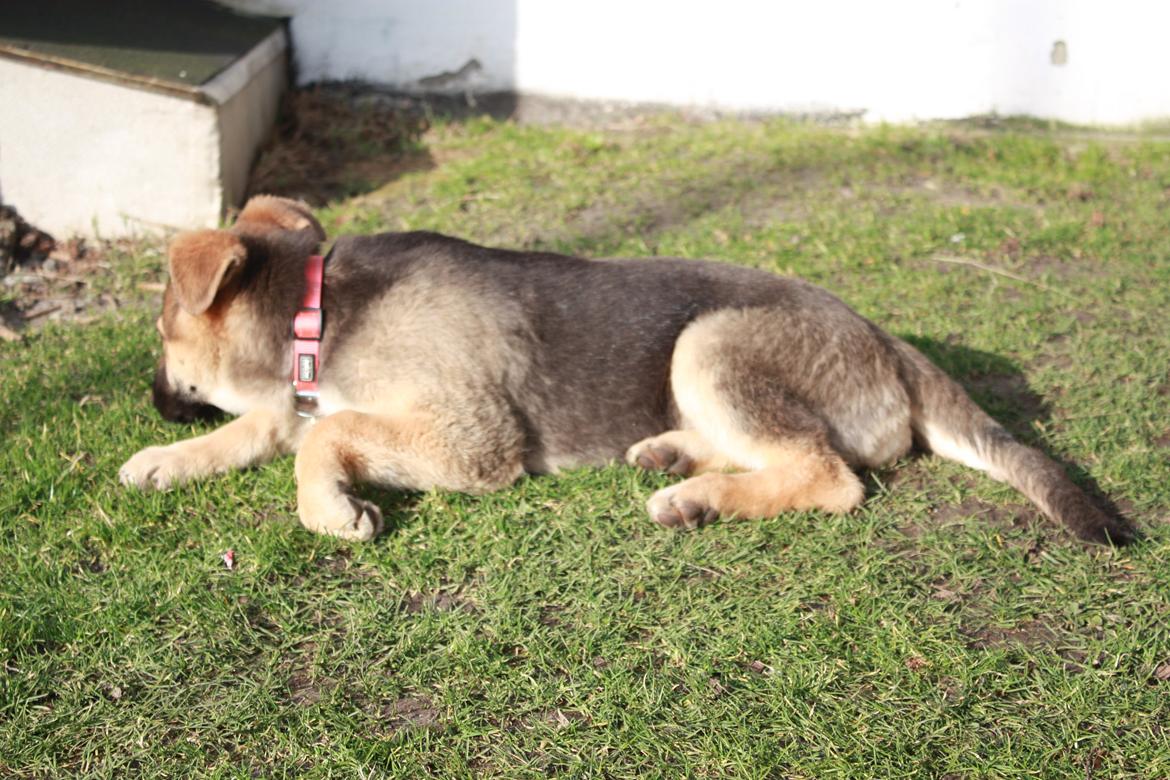 Schæferhund Vega billede 5