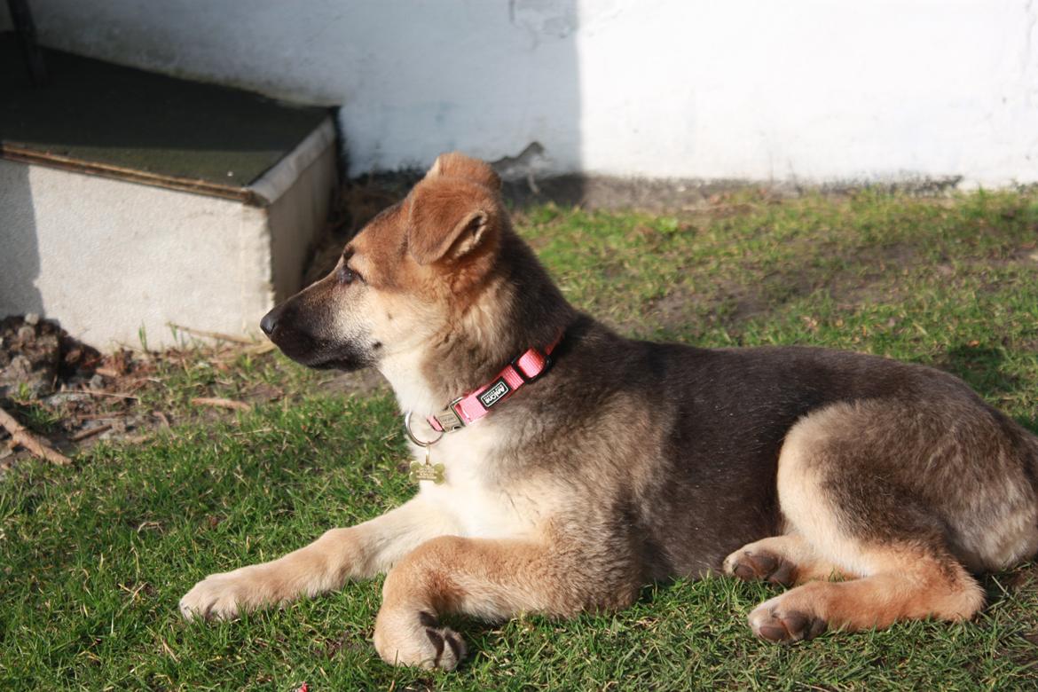 Schæferhund Vega billede 6