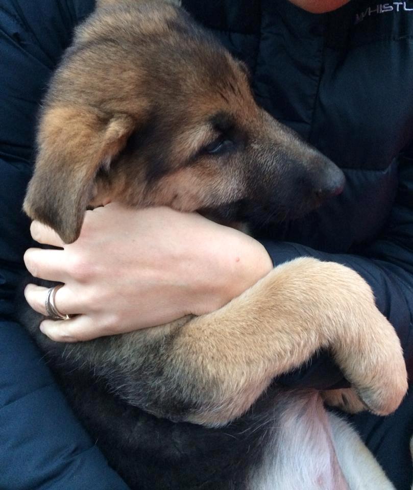 Schæferhund Vega billede 7