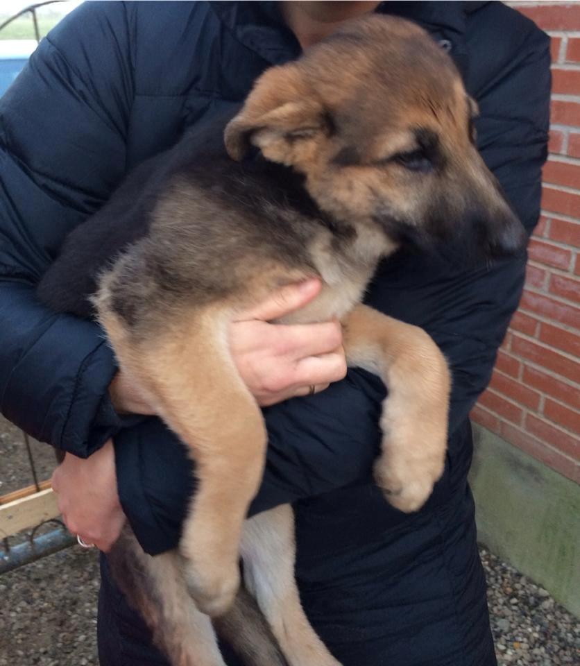 Schæferhund Vega billede 8