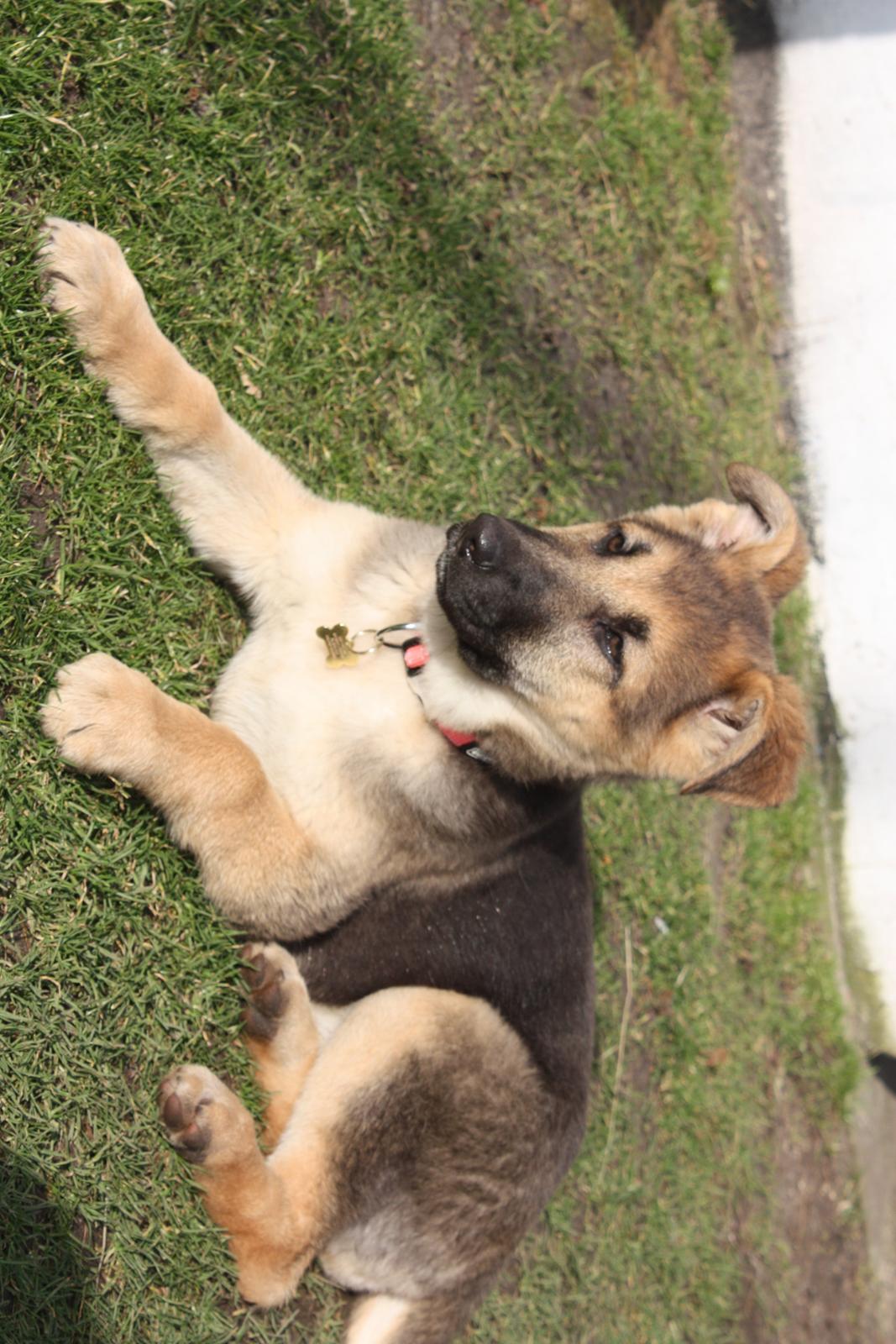 Schæferhund Vega billede 2