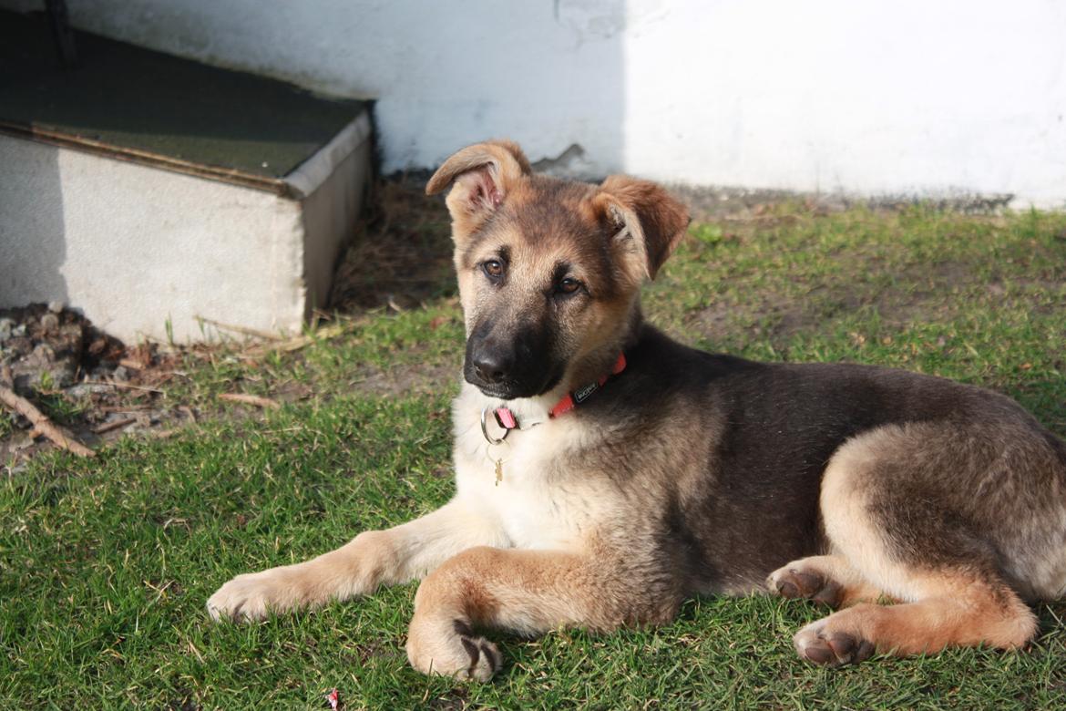 Schæferhund Vega billede 10