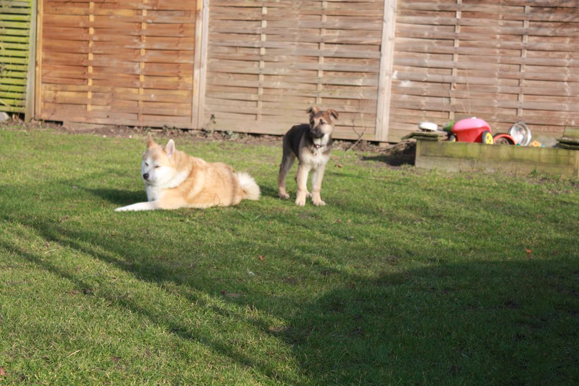 Schæferhund Vega billede 12