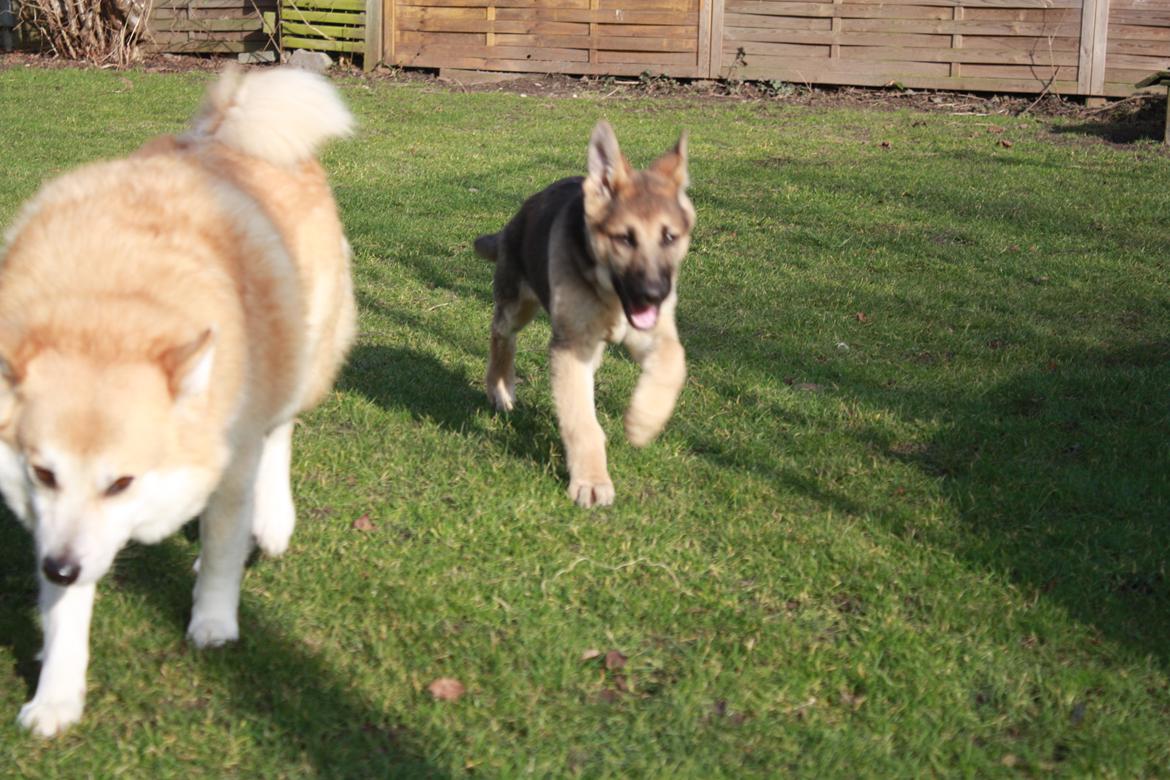 Schæferhund Vega billede 13