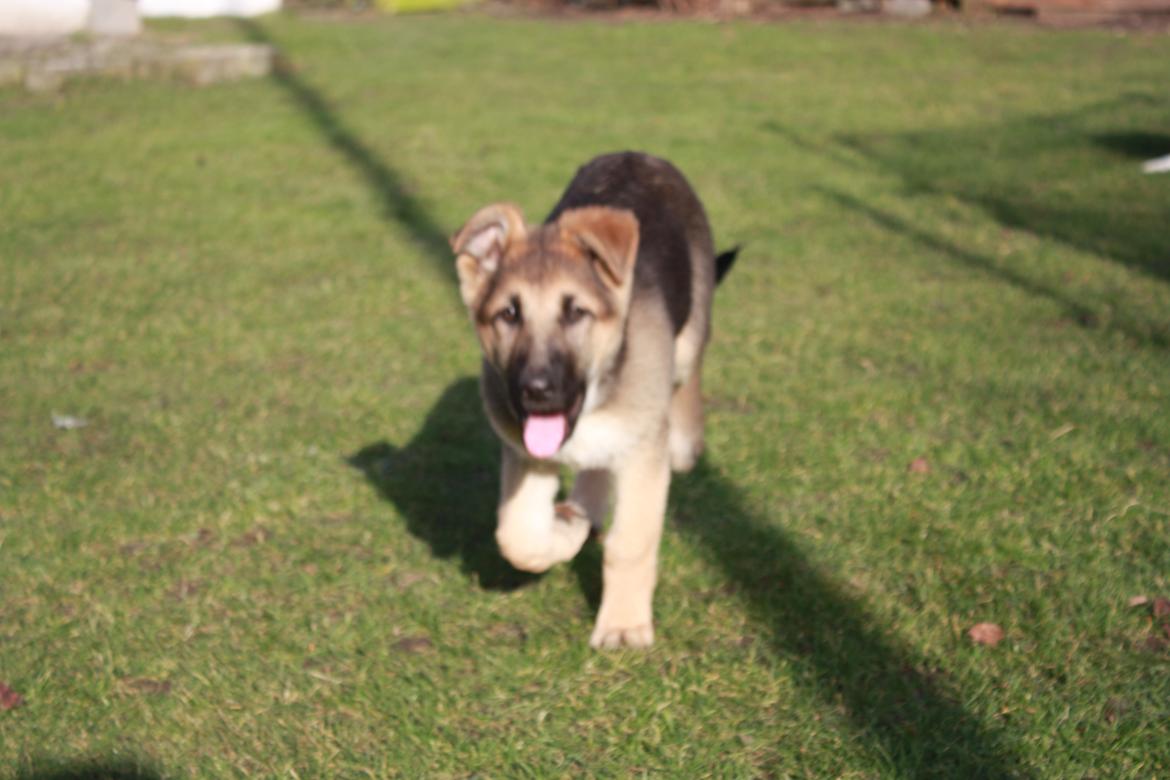 Schæferhund Vega billede 11