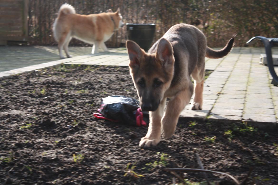 Schæferhund Vega billede 15