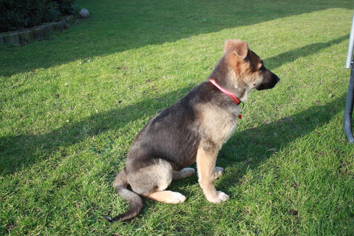 Schæferhund Vega billede 16