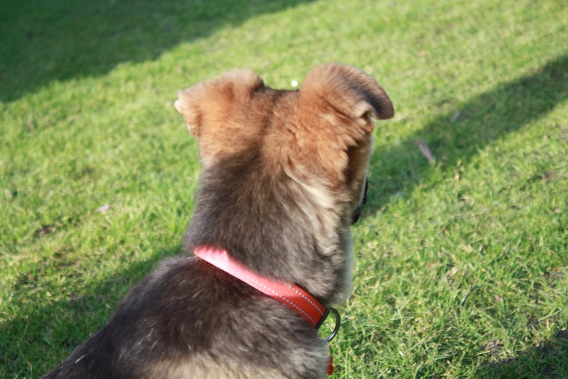 Schæferhund Vega billede 17