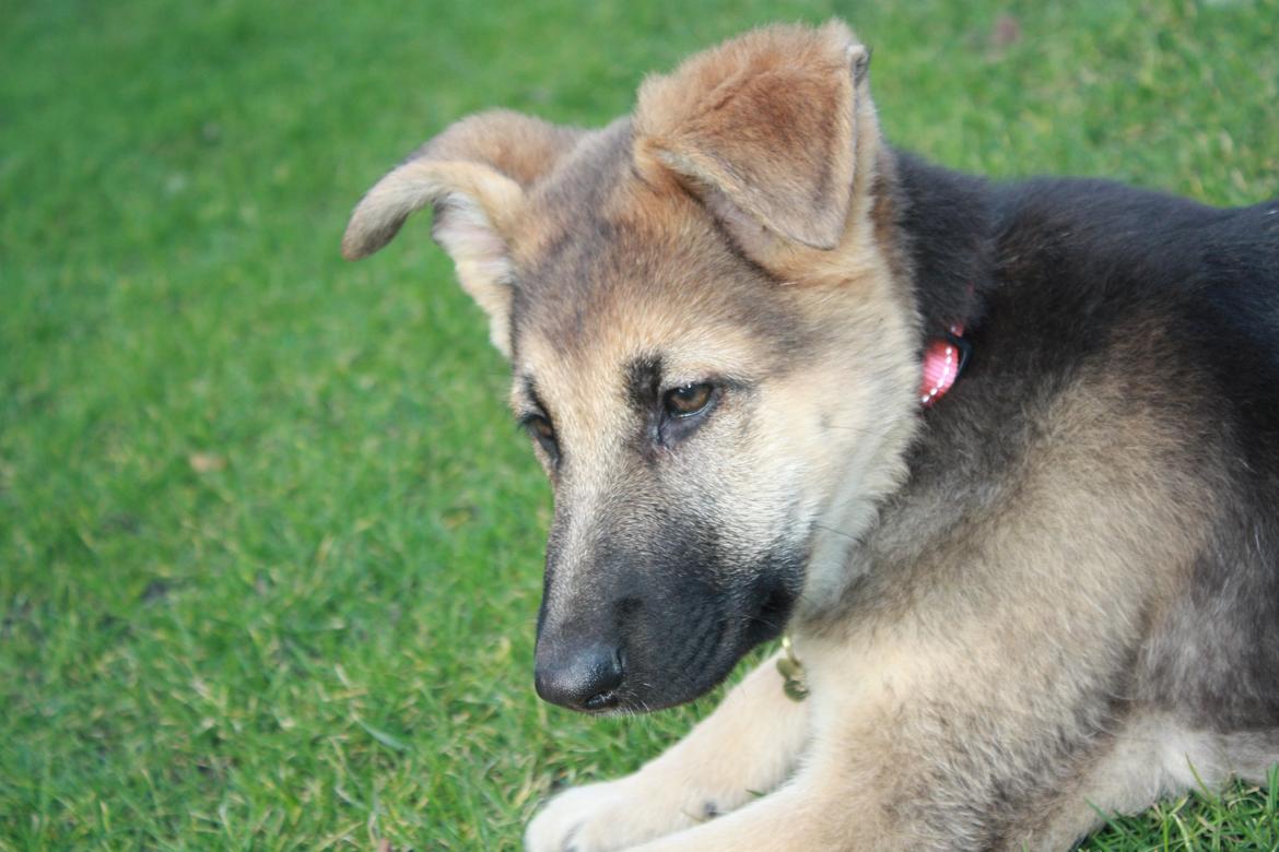 Schæferhund Vega billede 14