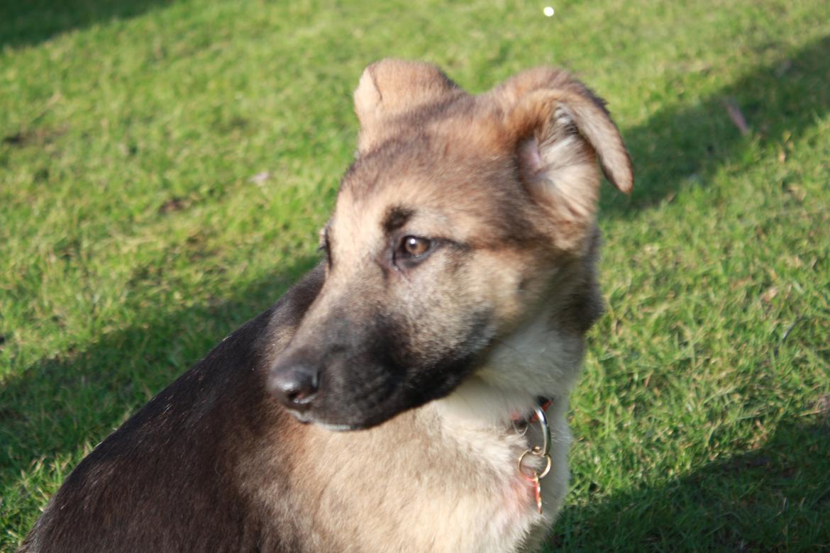 Schæferhund Vega billede 18