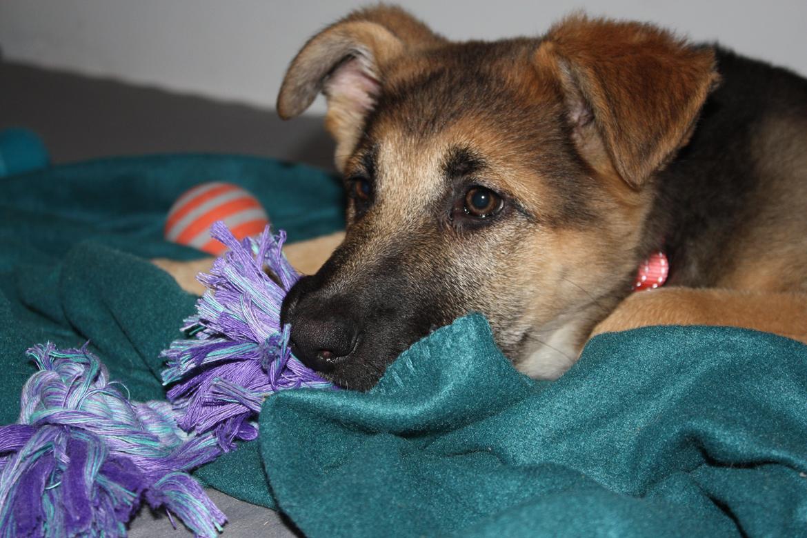 Schæferhund Vega billede 19