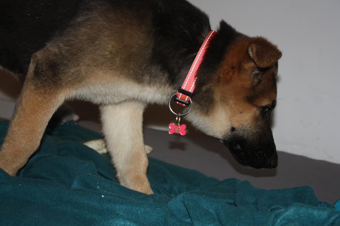 Schæferhund Vega billede 20