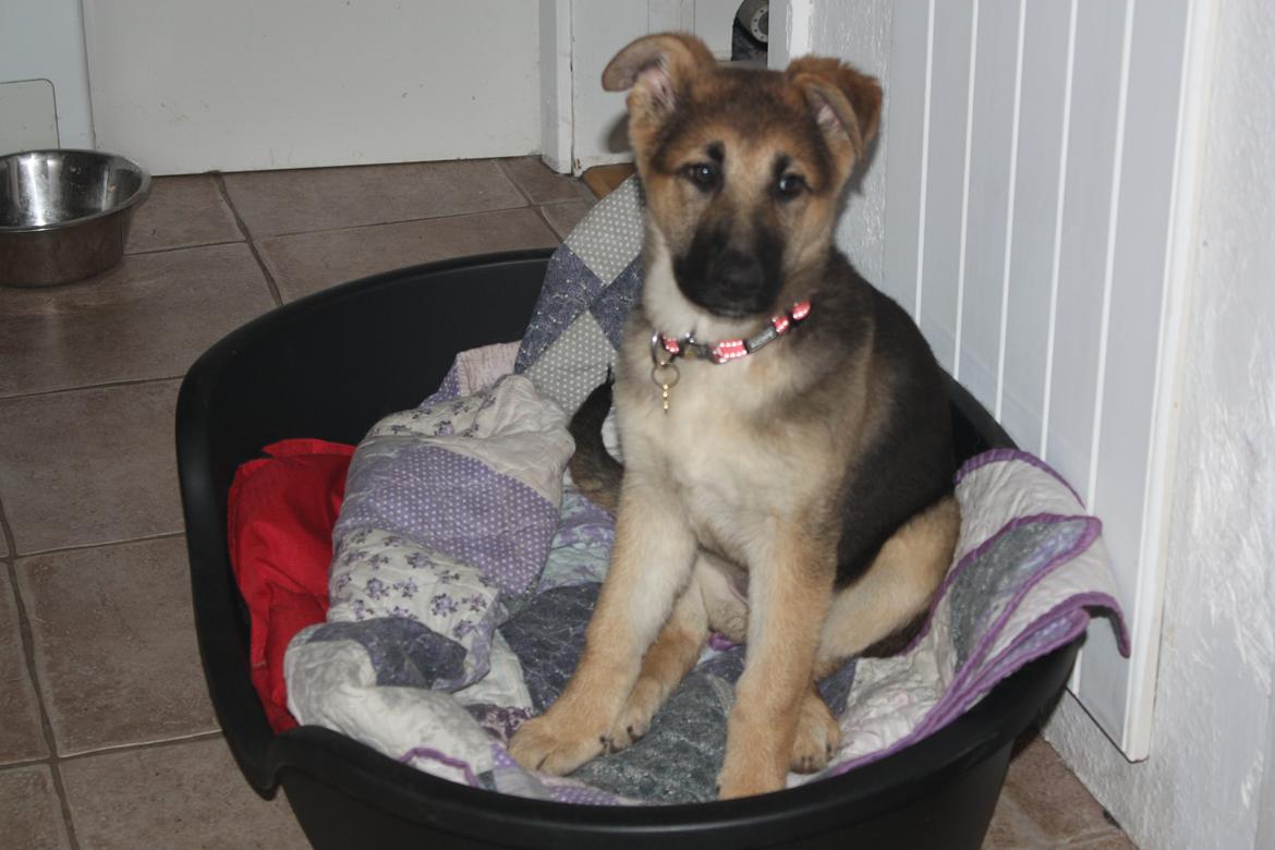 Schæferhund Vega billede 22