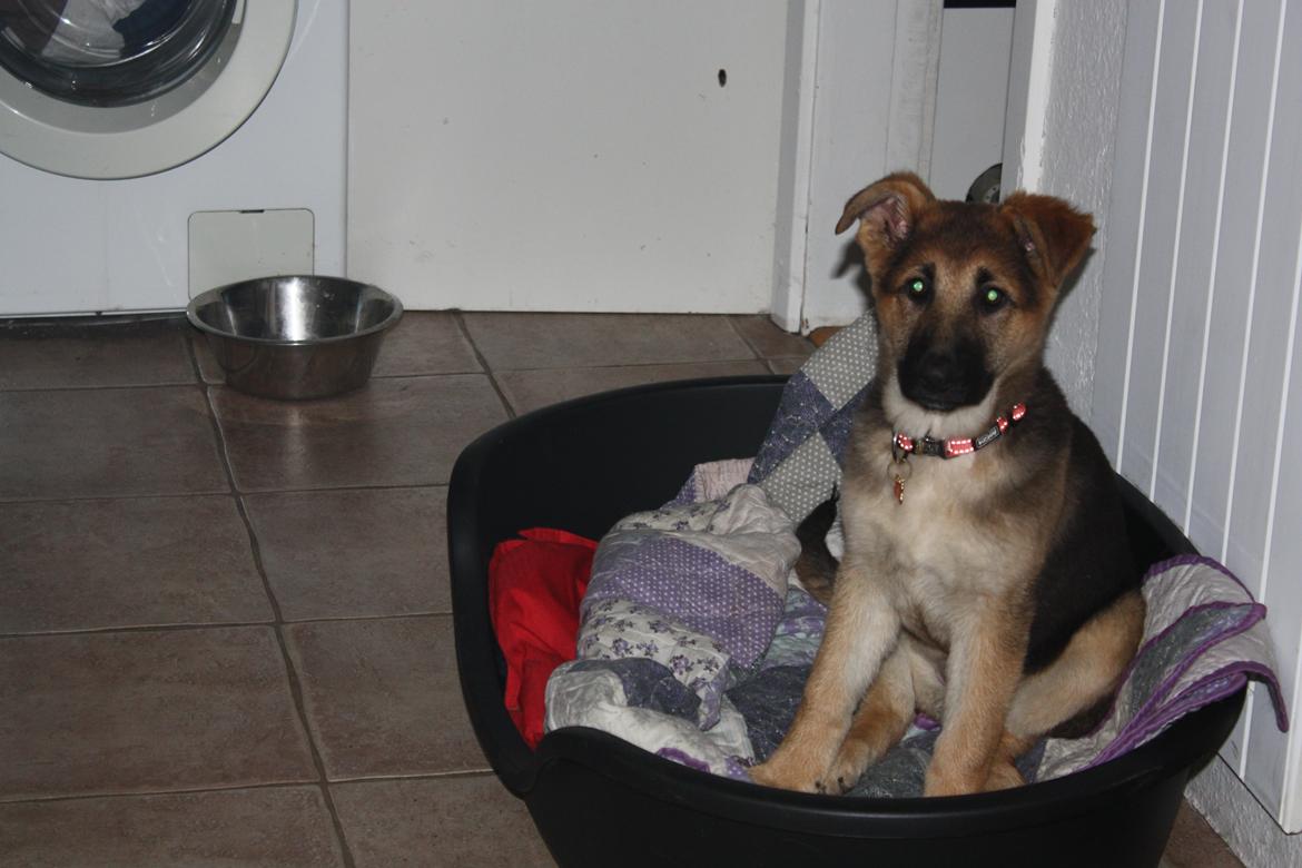 Schæferhund Vega billede 21