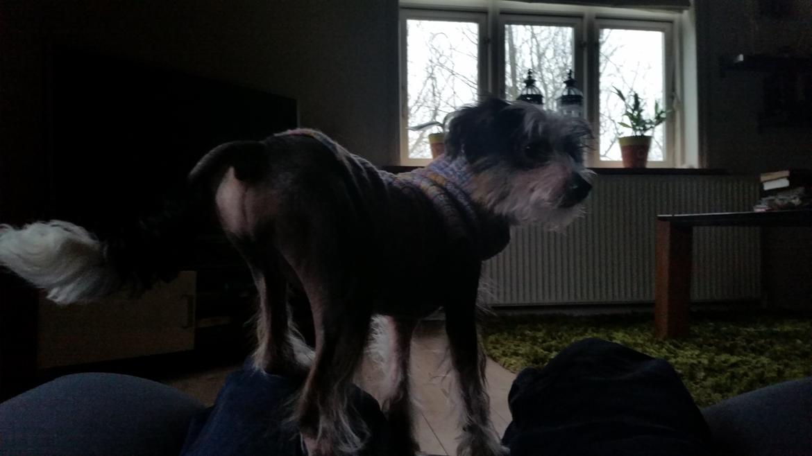Chinese crested hårløs Priscilla (Cilla) - Cilla lige ankommet i sit nye hjem billede 4