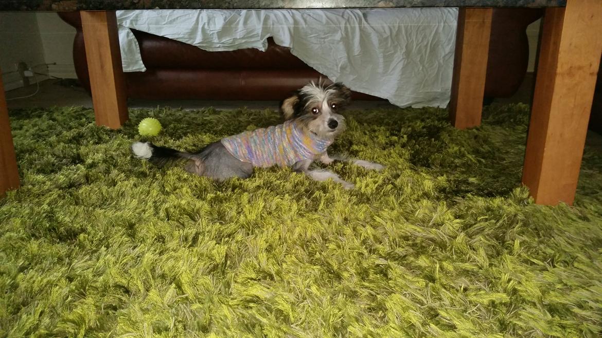 Chinese crested hårløs Priscilla (Cilla) billede 5