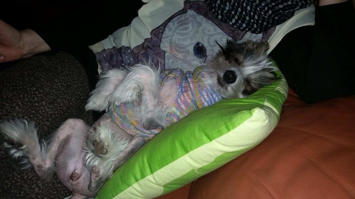 Chinese crested hårløs Priscilla (Cilla) - bruger meget tid på at sove billede 1