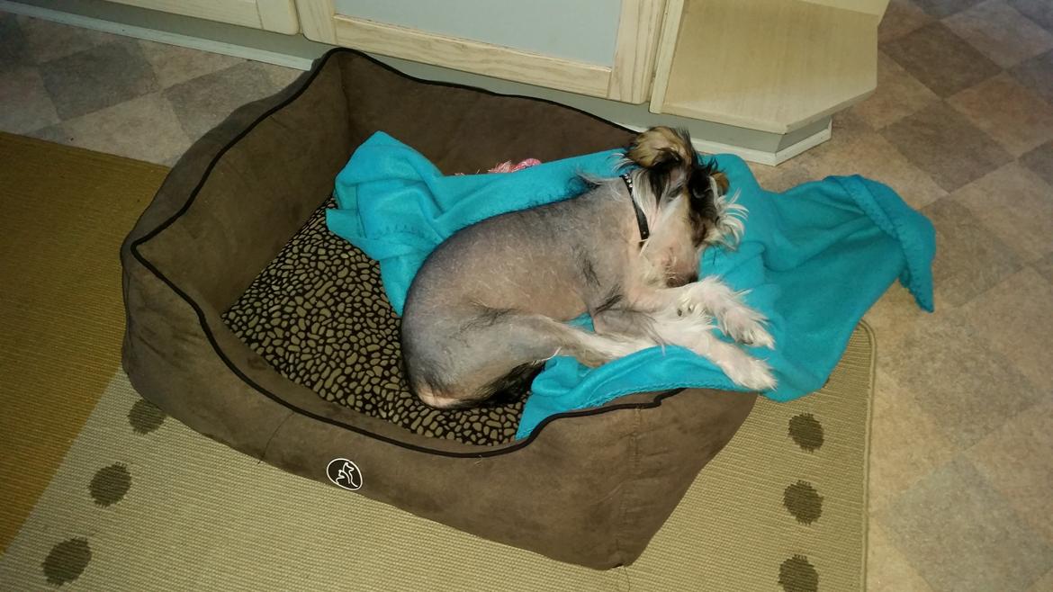 Chinese crested hårløs Priscilla (Cilla) billede 2