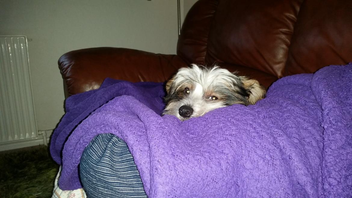 Chinese crested hårløs Priscilla (Cilla) billede 3